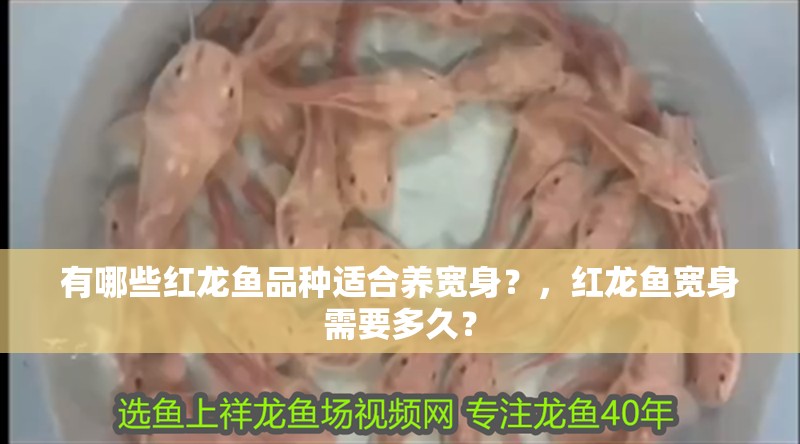 有哪些紅龍魚品種適合養寬身？，紅龍魚寬身需要多久？