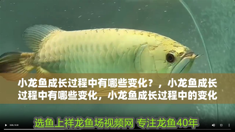 小龍魚成長過程中有哪些變化？，小龍魚成長過程中有哪些變化，小龍魚成長過程中的變化