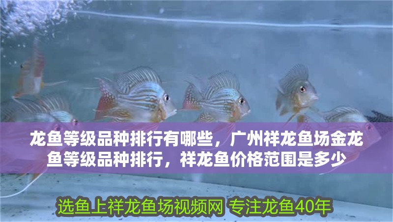 龍魚等級品種排行有哪些，廣州祥龍魚場金龍魚等級品種排行，祥龍魚價格范圍是多少