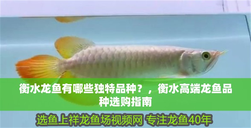 衡水龍魚有哪些獨特品種？，衡水高端龍魚品種選購指南