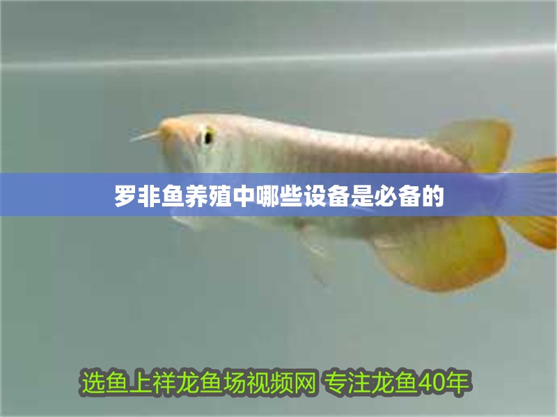 羅非魚養殖中哪些設備是必備的