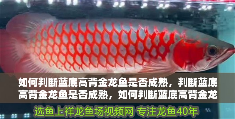 如何判斷藍底高背金龍魚是否成熟，判斷藍底高背金龍魚是否成熟，如何判斷藍底高背金龍魚是否成熟