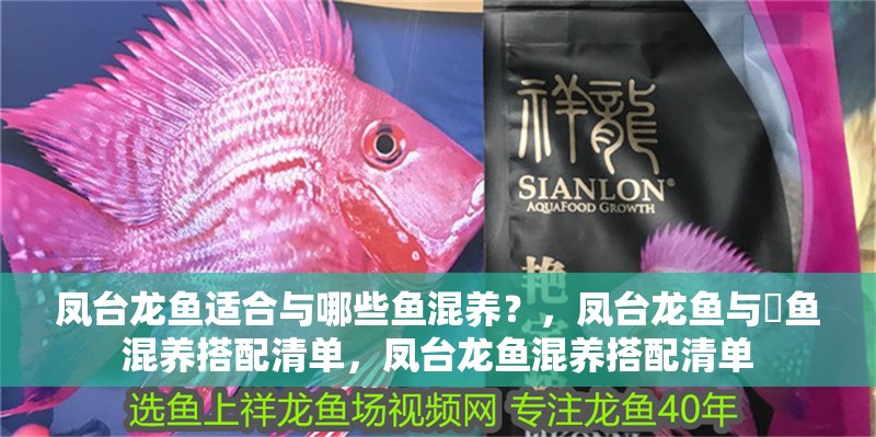 鳳臺龍魚適合與哪些魚混養？，鳳臺龍魚與魟魚混養搭配清單，鳳臺龍魚混養搭配清單