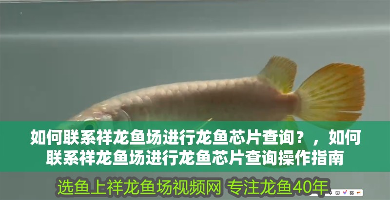 如何聯(lián)系祥龍魚場進(jìn)行龍魚芯片查詢？，如何聯(lián)系祥龍魚場進(jìn)行龍魚芯片查詢操作指南