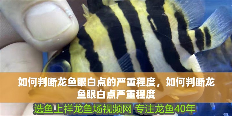 如何判斷龍魚眼白點的嚴重程度，如何判斷龍魚眼白點嚴重程度