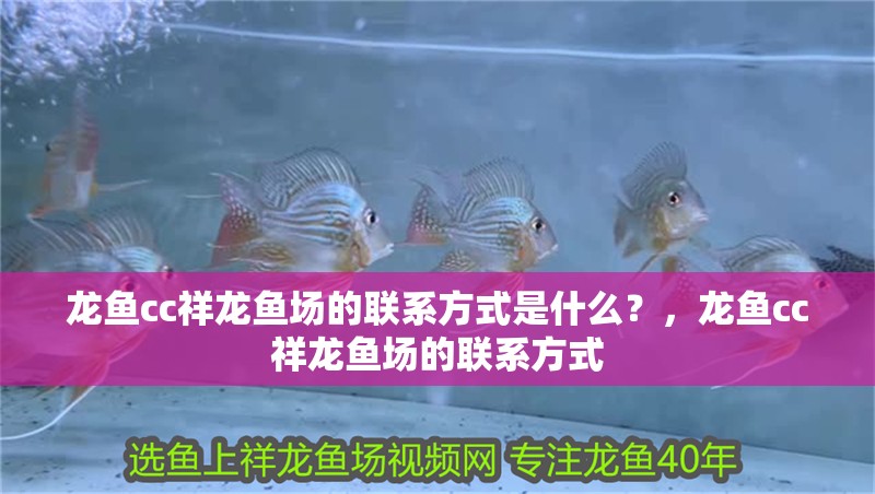 龍魚cc祥龍魚場(chǎng)的聯(lián)系方式是什么？，龍魚cc祥龍魚場(chǎng)的聯(lián)系方式