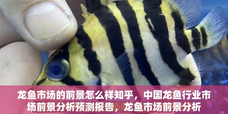 龍魚市場的前景怎么樣知乎，中國龍魚行業市場前景分析預測報告，龍魚市場前景分析