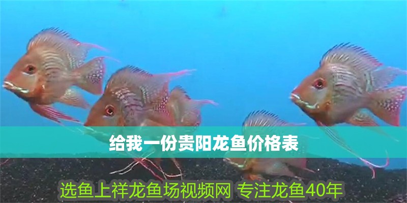 給我一份貴陽龍魚價格表