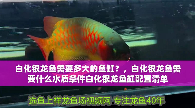 白化銀龍魚需要多大的魚缸？，白化銀龍魚需要什么水質條件白化銀龍魚缸配置清單