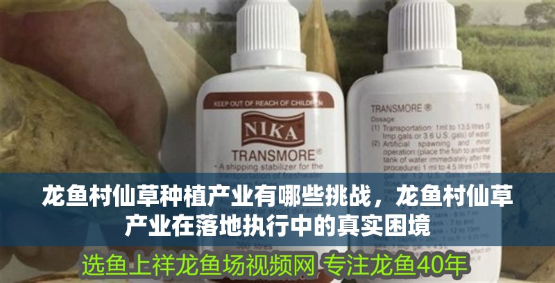 龍魚(yú)村仙草種植產(chǎn)業(yè)有哪些挑戰(zhàn)，龍魚(yú)村仙草產(chǎn)業(yè)在落地執(zhí)行中的真實(shí)困境