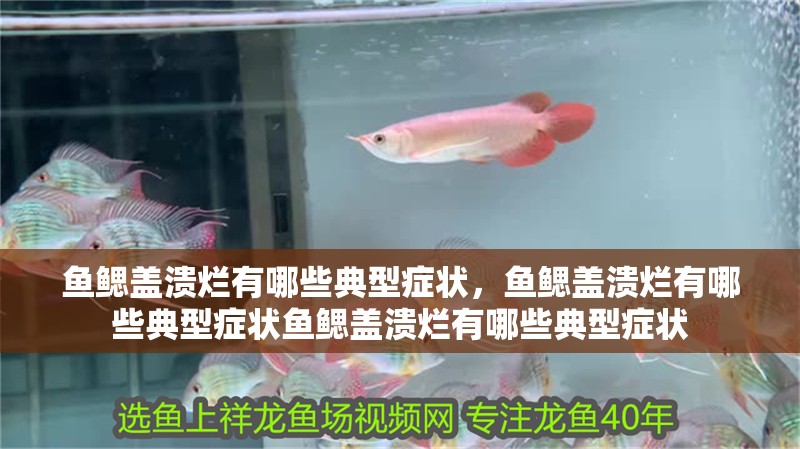 魚鰓蓋潰爛有哪些典型癥狀，魚鰓蓋潰爛有哪些典型癥狀魚鰓蓋潰爛有哪些典型癥狀