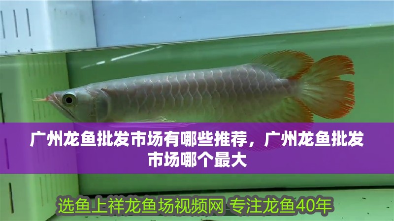 廣州龍魚批發市場有哪些推薦，廣州龍魚批發市場哪個最大