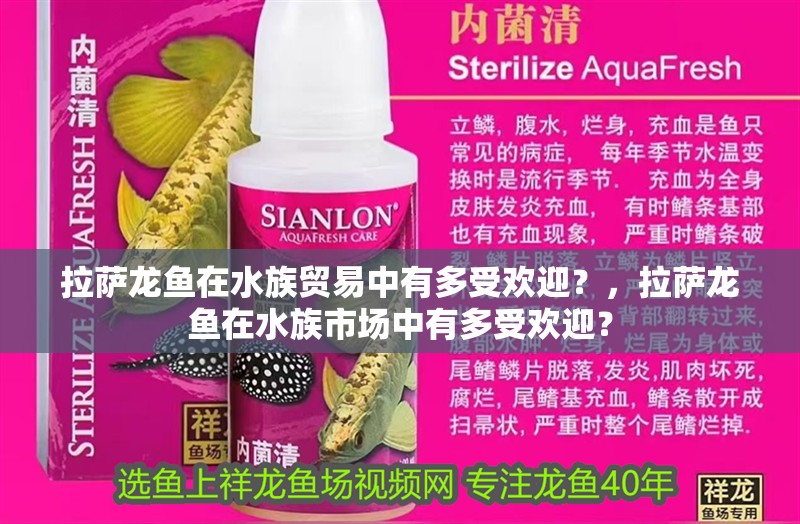 拉薩龍魚在水族貿易中有多受歡迎？，拉薩龍魚在水族市場中有多受歡迎？