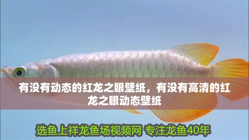 有沒有動態的紅龍之眼壁紙，有沒有高清的紅龍之眼動態壁紙