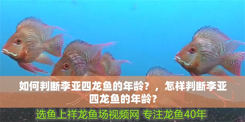 如何判斷李亞四龍魚的年齡？，怎樣判斷李亞四龍魚的年齡？