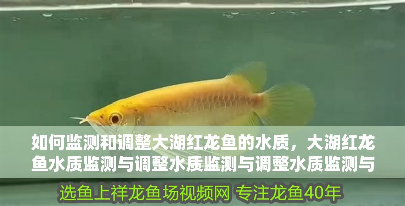 如何監測和調整大湖紅龍魚的水質，大湖紅龍魚水質監測與調整水質監測與調整水質監測與調整