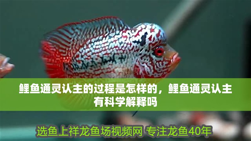 鯉魚通靈認主的過程是怎樣的，鯉魚通靈認主有科學解釋嗎