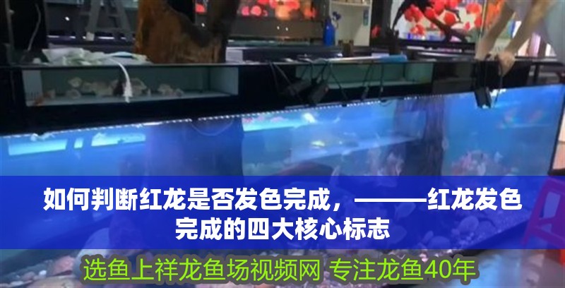 如何判斷紅龍是否發色完成，———紅龍發色完成的四大核心標志