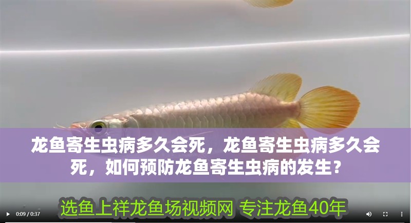 龍魚寄生蟲病多久會死，龍魚寄生蟲病多久會死，如何預防龍魚寄生蟲病的發生？