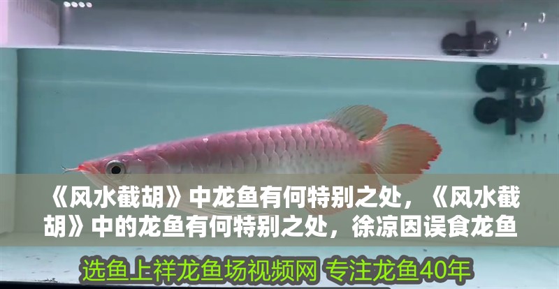 《風(fēng)水截胡》中龍魚(yú)有何特別之處，《風(fēng)水截胡》中的龍魚(yú)有何特別之處，徐涼因誤食龍魚(yú)獲得“狀元命格”