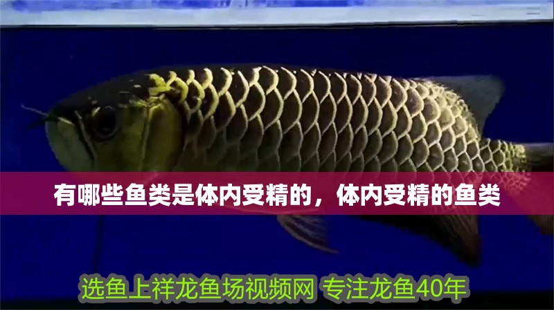 有哪些魚類是體內受精的，體內受精的魚類