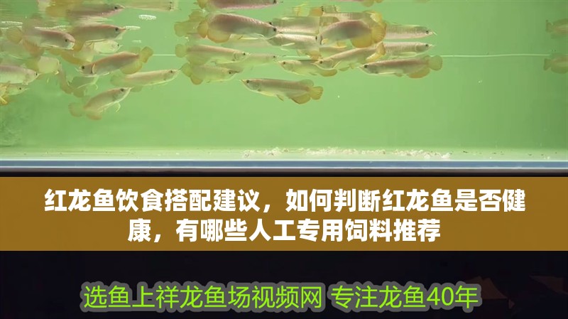 紅龍魚飲食搭配建議，如何判斷紅龍魚是否健康，有哪些人工專用飼料推薦