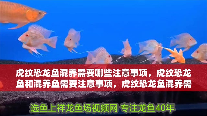 虎紋恐龍魚混養(yǎng)需要哪些注意事項，虎紋恐龍魚和混養(yǎng)魚需要注意事項，虎紋恐龍魚混養(yǎng)需要注意什么