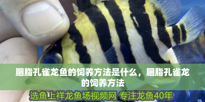 胭脂孔雀龍魚的飼養方法是什么，胭脂孔雀龍的飼養方法