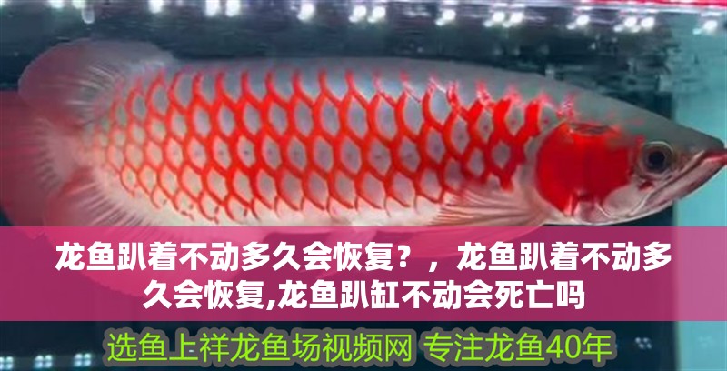 龍魚趴著不動多久會恢復？，龍魚趴著不動多久會恢復,龍魚趴缸不動會死亡嗎
