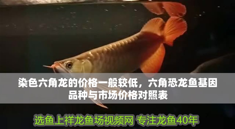染色六角龍的價(jià)格一般較低，六角恐龍魚基因品種與市場(chǎng)價(jià)格對(duì)照表
