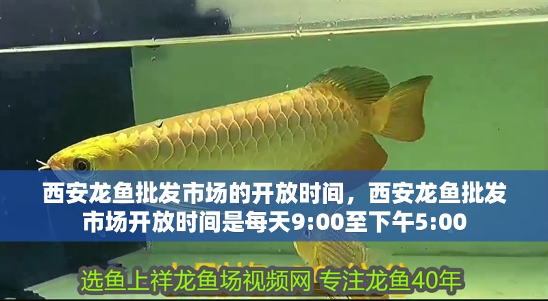 西安龍魚批發市場的開放時間，西安龍魚批發市場開放時間是每天9:00至下午5:00