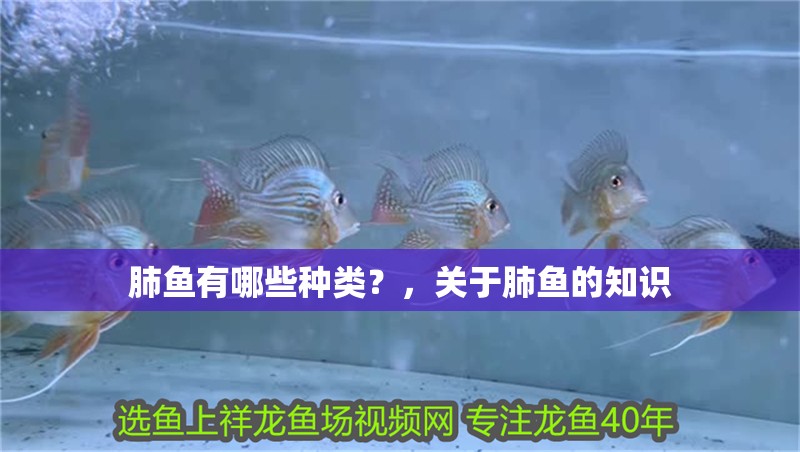 肺魚有哪些種類？，關(guān)于肺魚的知識