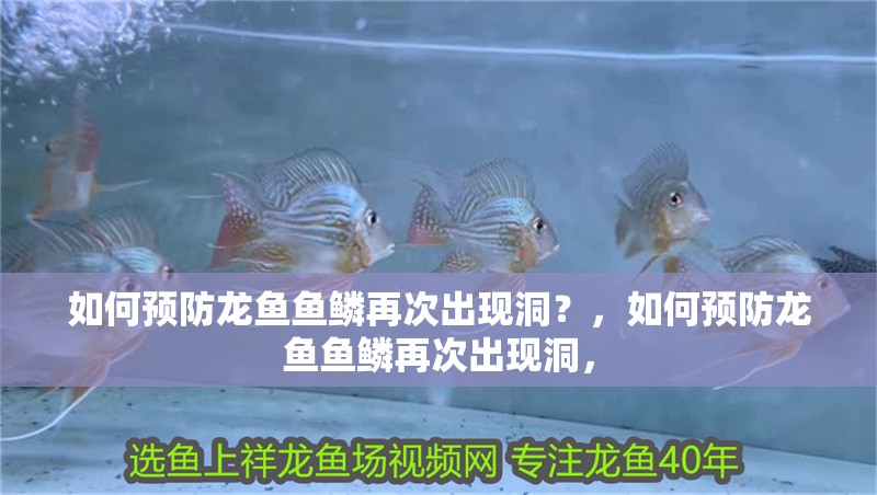 如何預防龍魚魚鱗再次出現洞？，如何預防龍魚魚鱗再次出現洞，