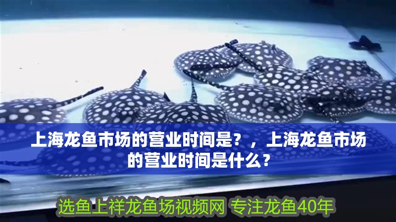 上海龍魚市場的營業時間是？，上海龍魚市場的營業時間是什么？