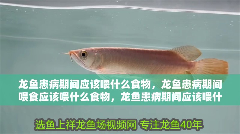 龍魚患病期間應該喂什么食物，龍魚患病期間喂食應該喂什么食物，龍魚患病期間應該喂什么食物