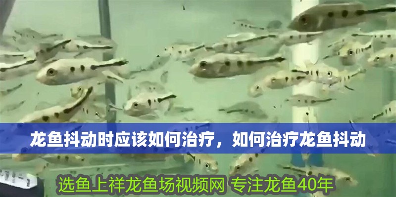 龍魚抖動時應該如何治療，如何治療龍魚抖動