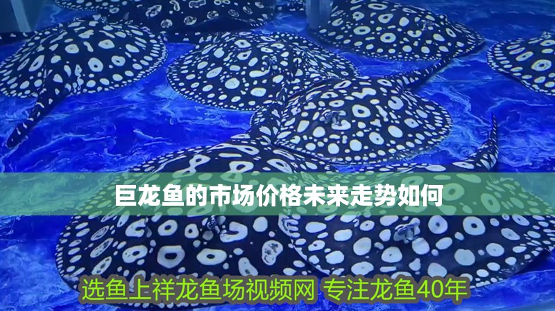 巨龍魚的市場(chǎng)價(jià)格未來走勢(shì)如何