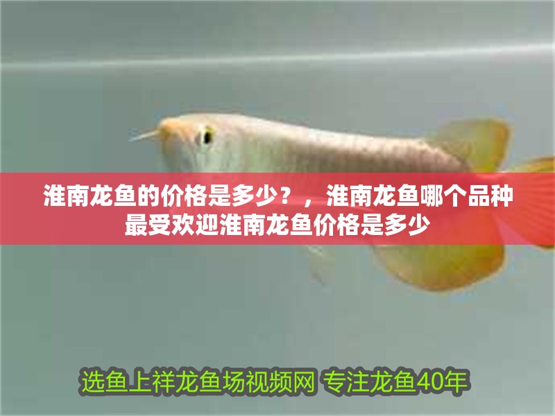 淮南龍魚的價格是多少？，淮南龍魚哪個品種最受歡迎淮南龍魚價格是多少
