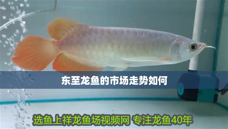 東至龍魚的市場走勢如何