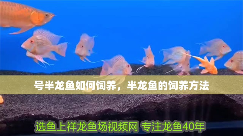 號半龍魚如何飼養(yǎng)，半龍魚的飼養(yǎng)方法