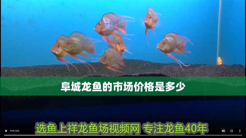 阜城龍魚的市場價格是多少