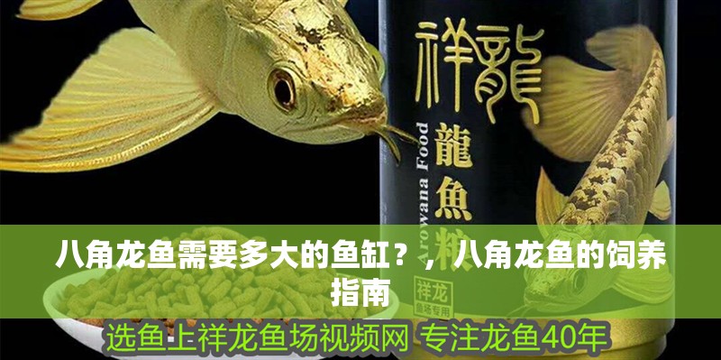 八角龍魚(yú)需要多大的魚(yú)缸？，八角龍魚(yú)的飼養(yǎng)指南