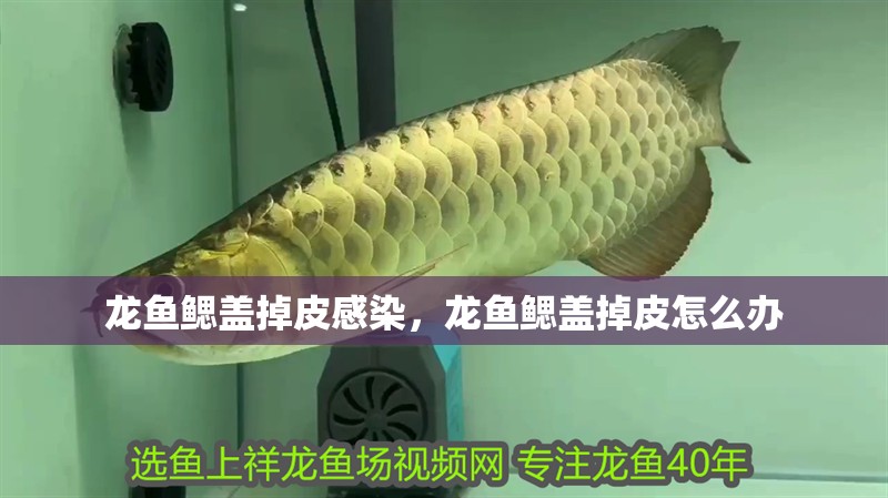 龍魚鰓蓋掉皮感染，龍魚鰓蓋掉皮怎么辦