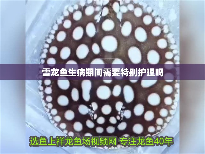 雪龍魚生病期間需要特別護(hù)理嗎