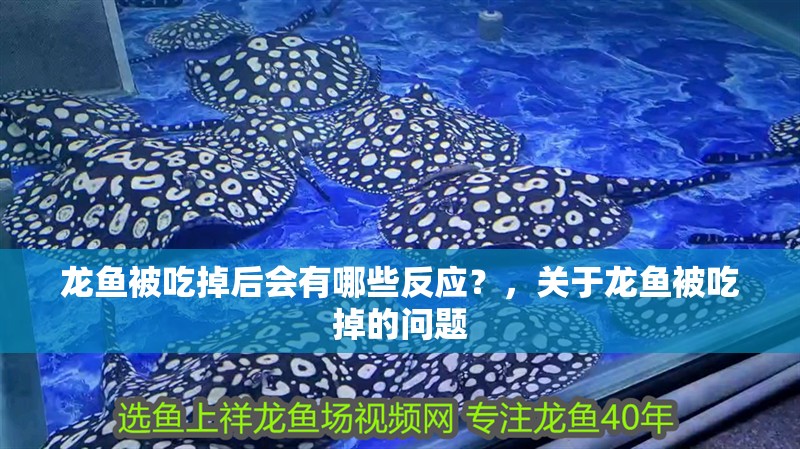 龍魚被吃掉后會有哪些反應？，關于龍魚被吃掉的問題