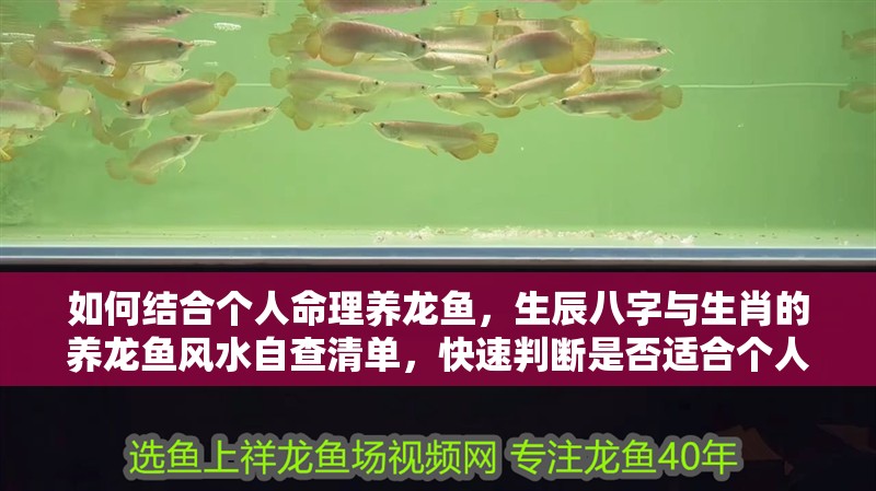 如何結合個人命理養龍魚，生辰八字與生肖的養龍魚風水自查清單，快速判斷是否適合個人命理