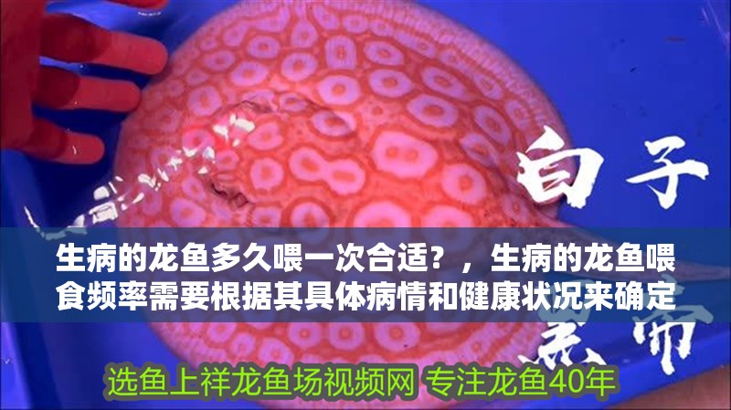 生病的龍魚多久喂一次合適？，生病的龍魚喂食頻率需要根據其具體病情和健康狀況來確定