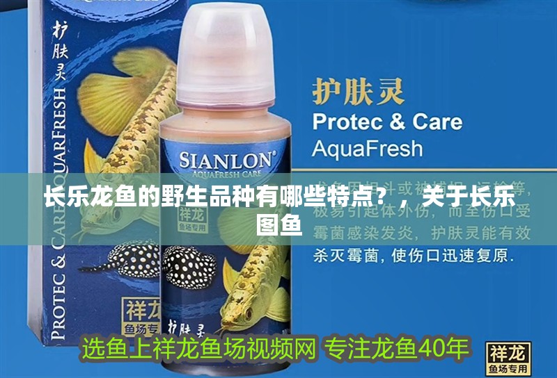 如何預防龍魚爛鰭，預防龍魚爛鰭的方法