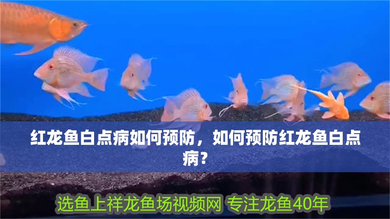 紅龍魚白點病如何預防，如何預防紅龍魚白點?。? title=