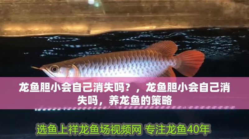 龍魚膽小會自己消失嗎？，龍魚膽小會自己消失嗎，養龍魚的策略